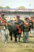 horse_cattle_show